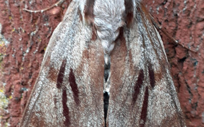 Pine Hawk Moth spotted in Barkers Green